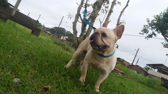 Bulldog Francês (Procura namorada para cobertura) - Foto 3