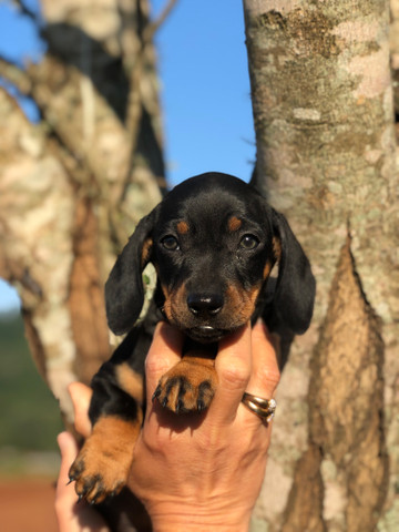 daschund olx