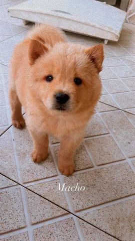 Chow Chow  - Foto 3