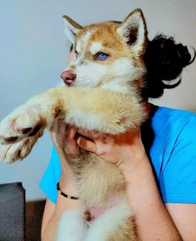 Filhotes de Husky Siberiano wooly. Promoção única. - Foto 4