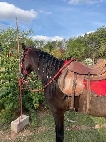 Cavalo garanhao - Foto 4