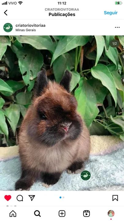 Plantel inteiro  - Foto 6