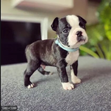 Olx boston terrier fashion puppies