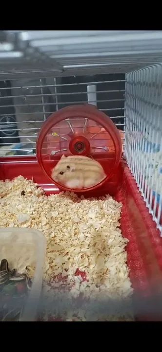 2 Hamster 