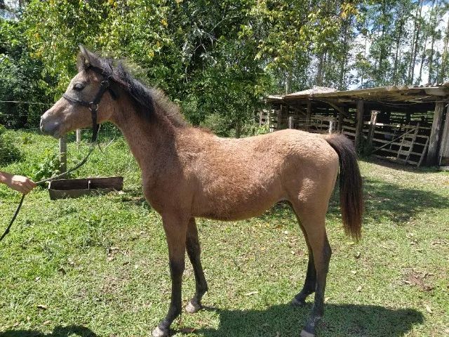 Potra puro sangue Árabe - Foto 2