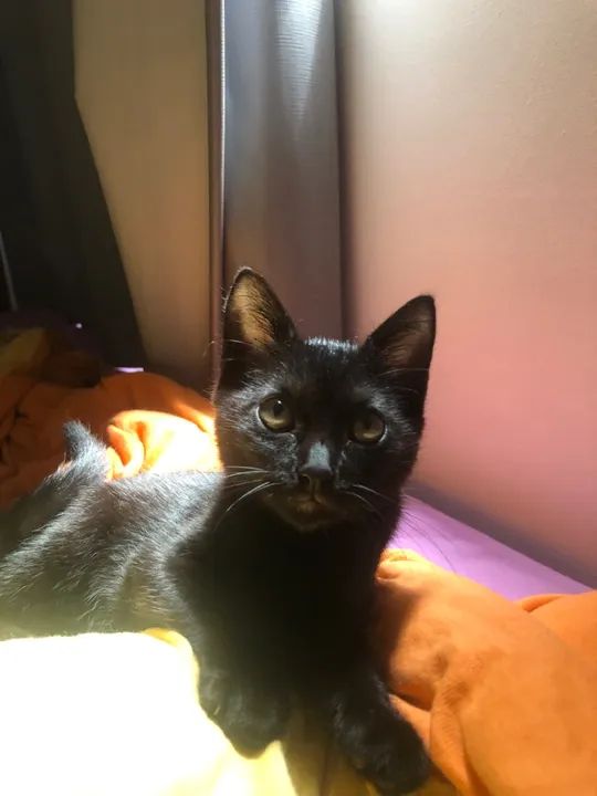 Gatinha Adorável para Adoção - Foto 2