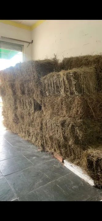 FENO TRANSVALA PRENSADO OU TIFTON 85 NA MAQUINA