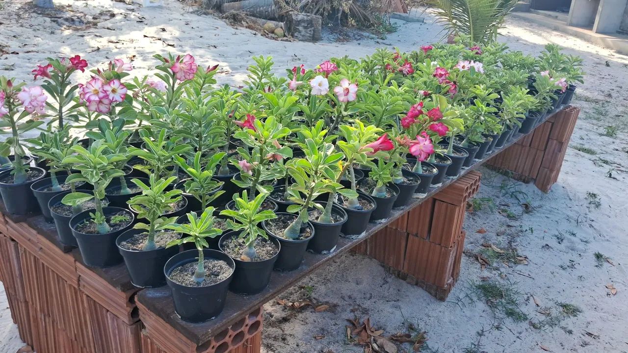 Adenium obesum - Rosa do Deserto - Foto 5