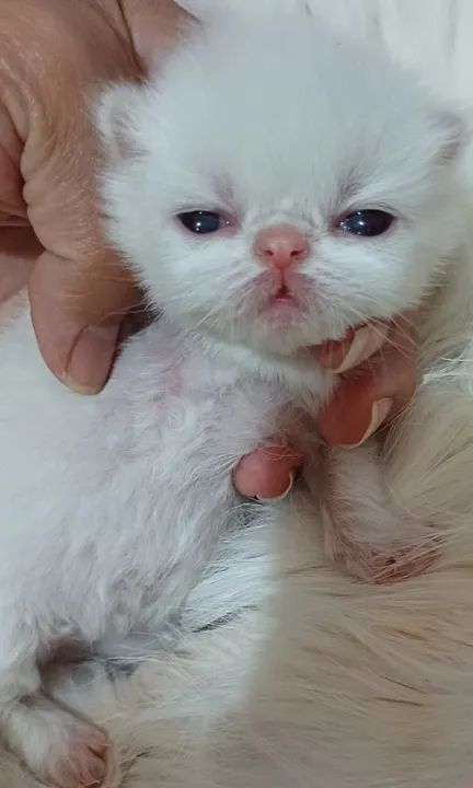 Lindos filhotes de gatos persas puros.Parcelo.Entrego em Curitiba e região 