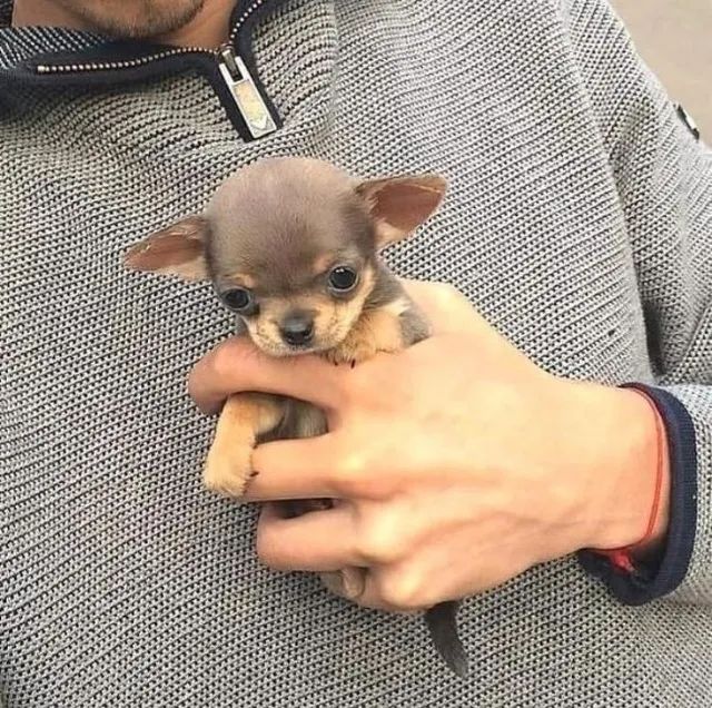 Chihuahua pronto para você!