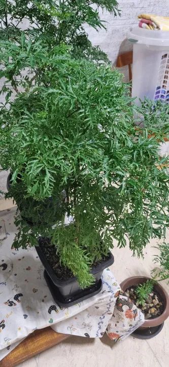 Planta em vaso( Árvore da Felicidade)!!! - Foto 2