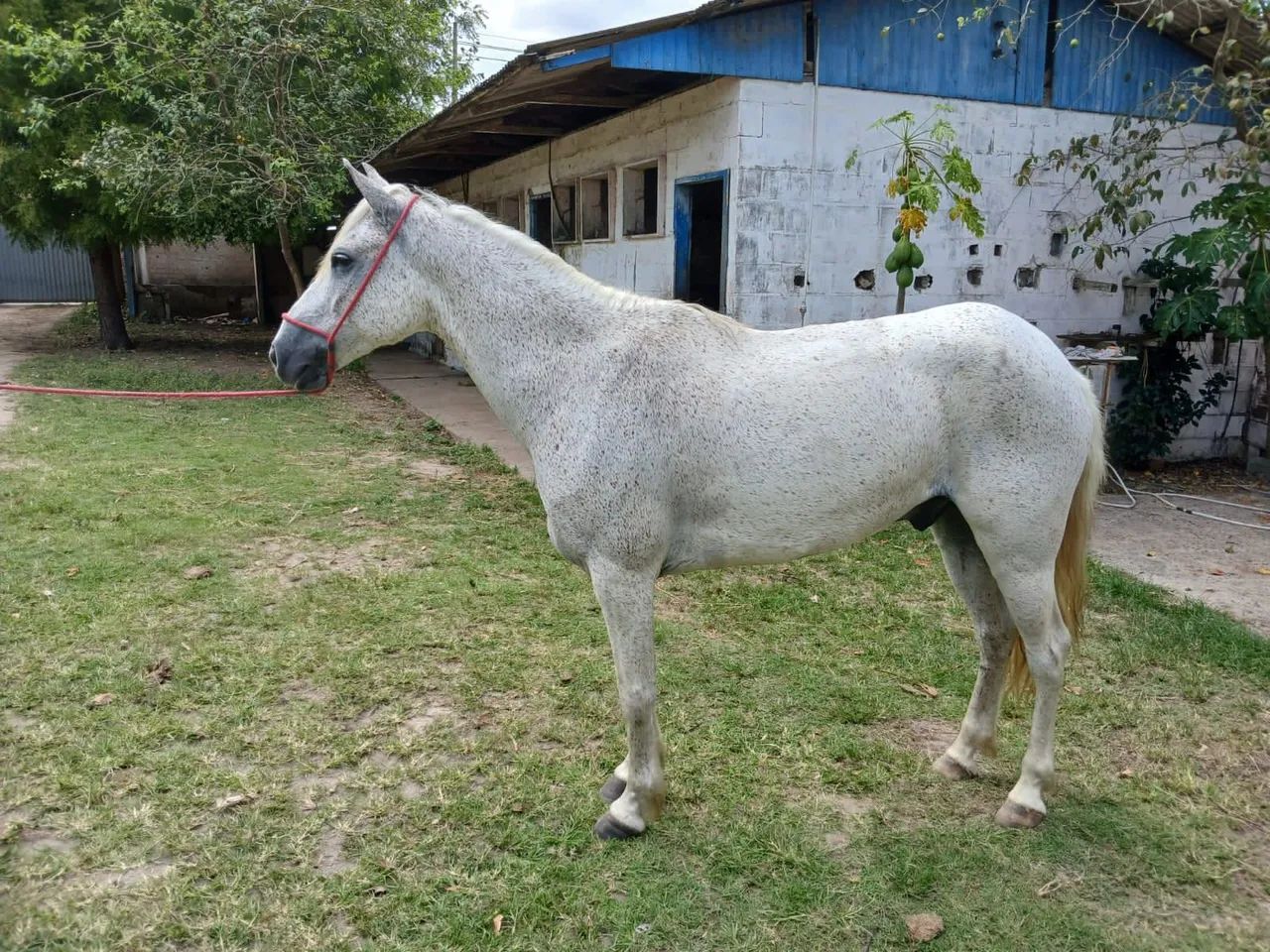 Cavalo pra toda família  - Foto 2
