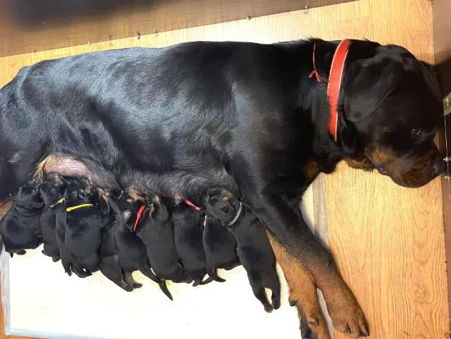 Filhotes TOP's de Rottweiler! - Padrão Alemão - - Foto 2