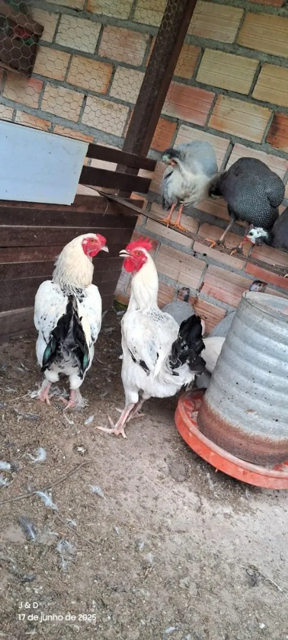 Frangos mestiços bonito e grande