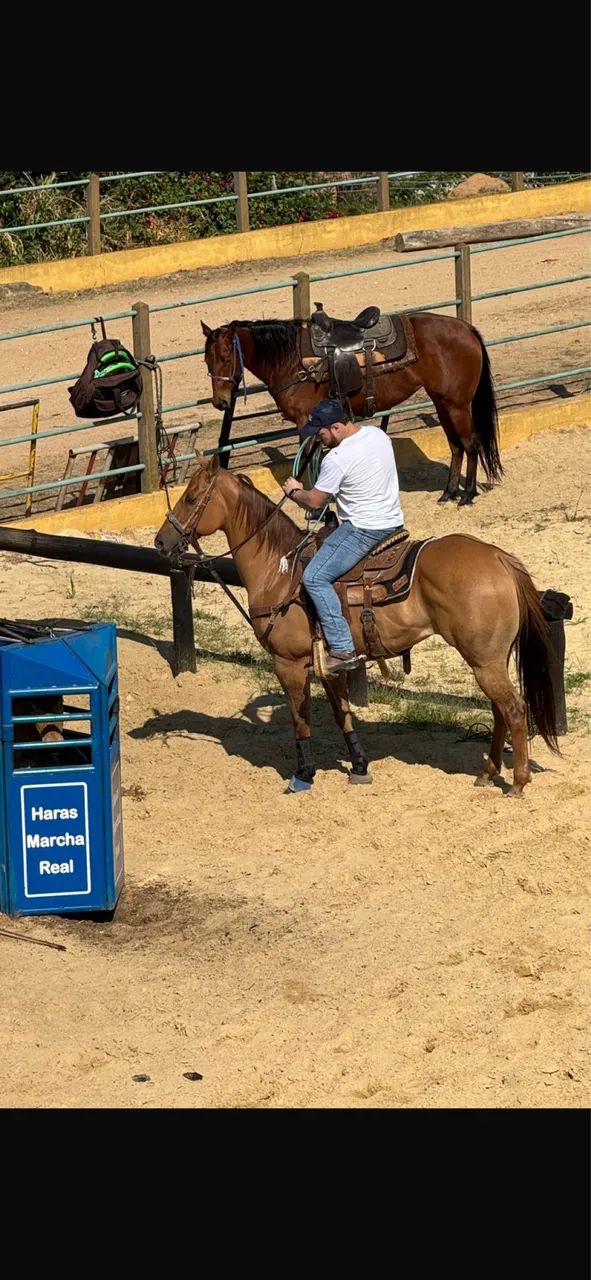 Égua de Team Roping à venda! - Foto 3