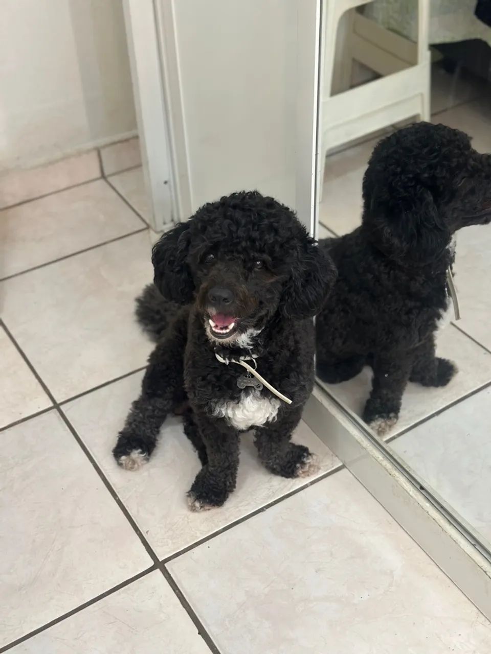 Procuro fêmea poodle para cruzar  - Foto 2