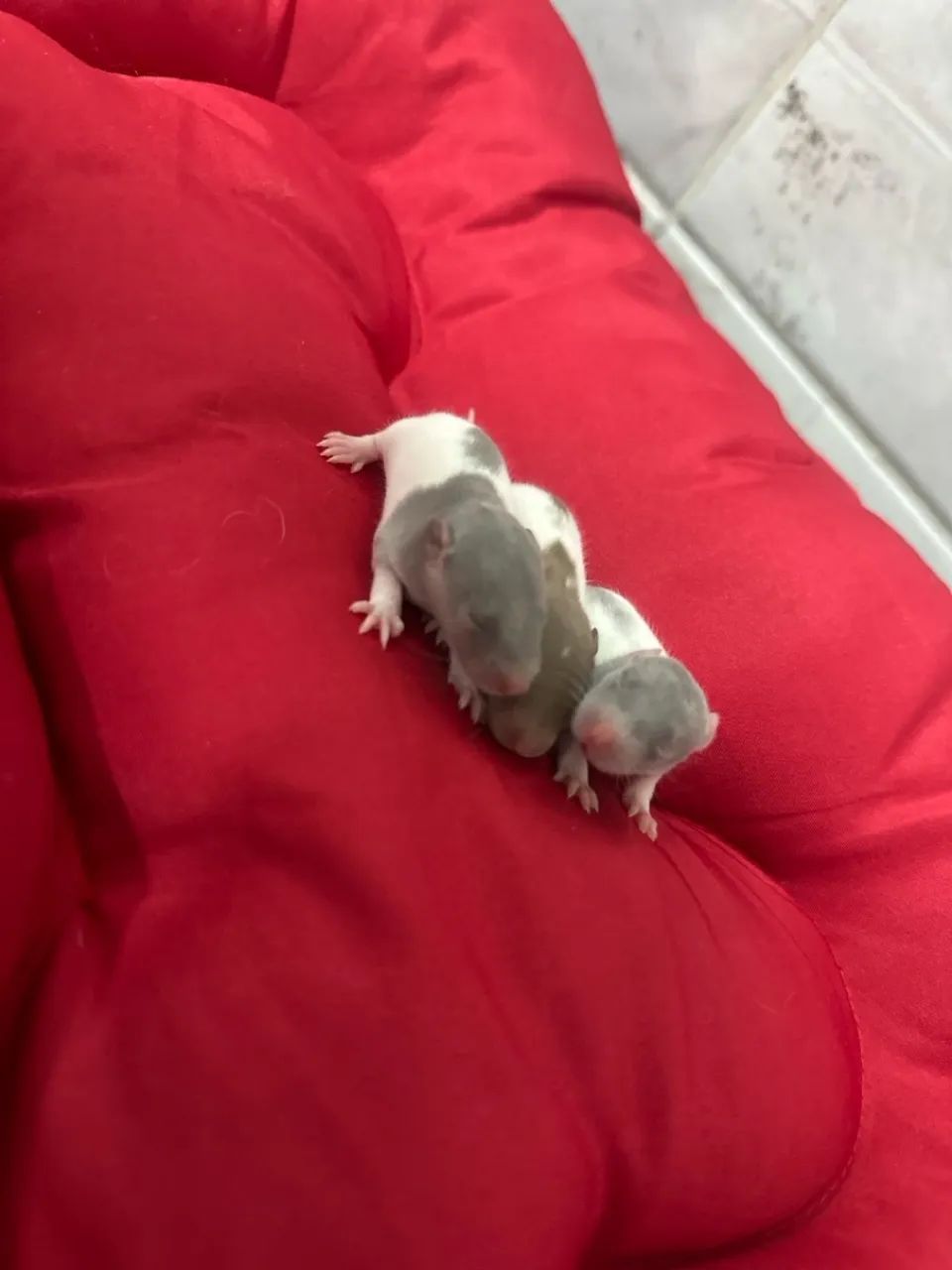 Ratos Twister 