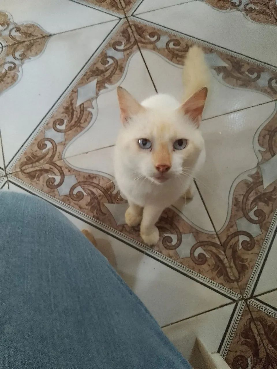 Gatinho branco e fofo para adoção - Foto 2