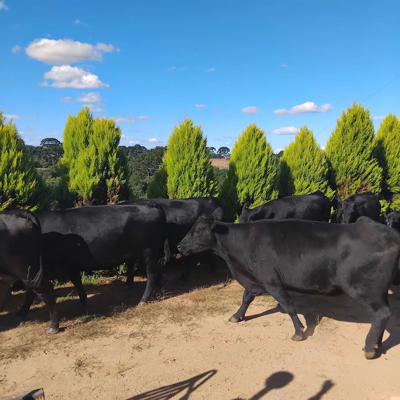 Angus vacas novilhas bezerras gado