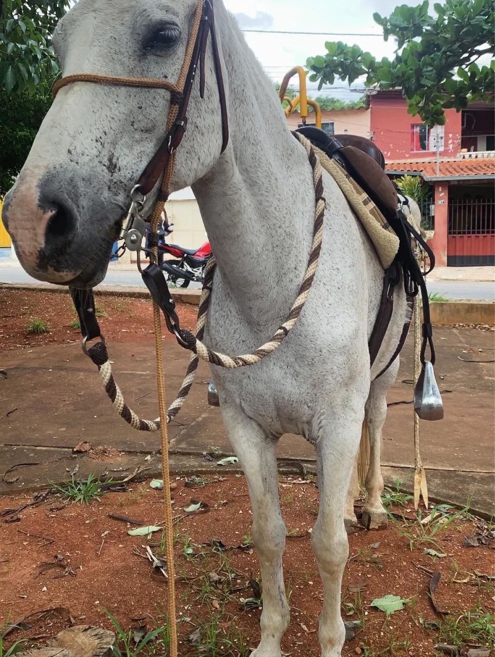 Vendo égua excelente na picada  - Foto 2