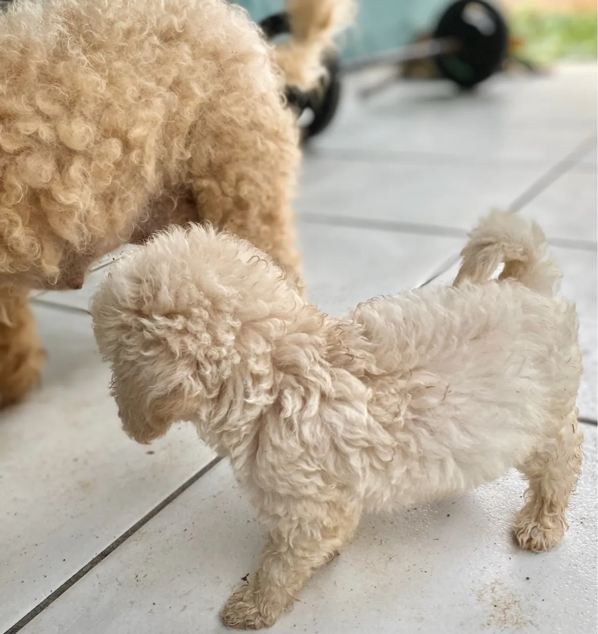 Leia o anúncio vende-se filhotes poodle