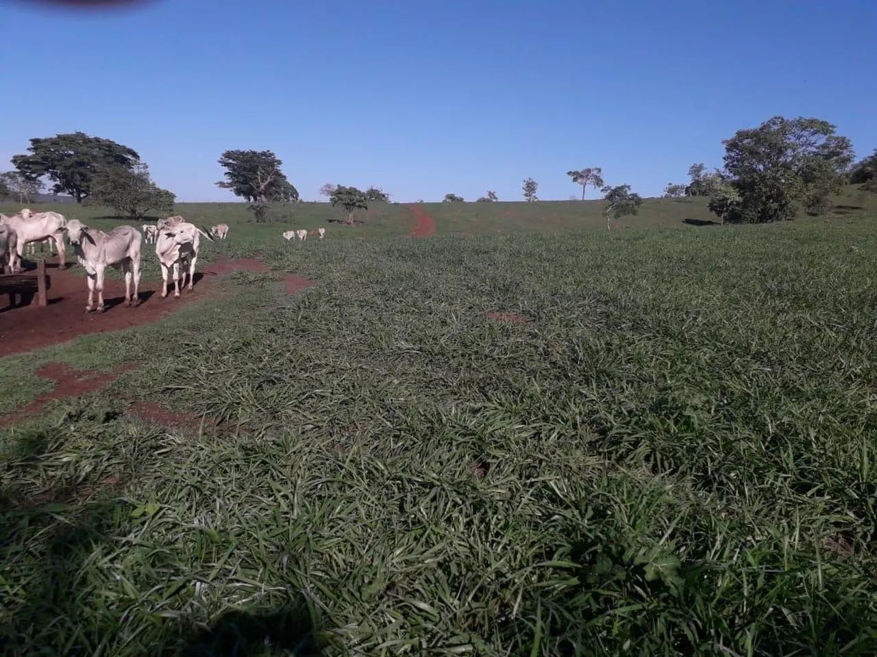 Fazenda à venda no triângulo Mineiro  - Foto 2