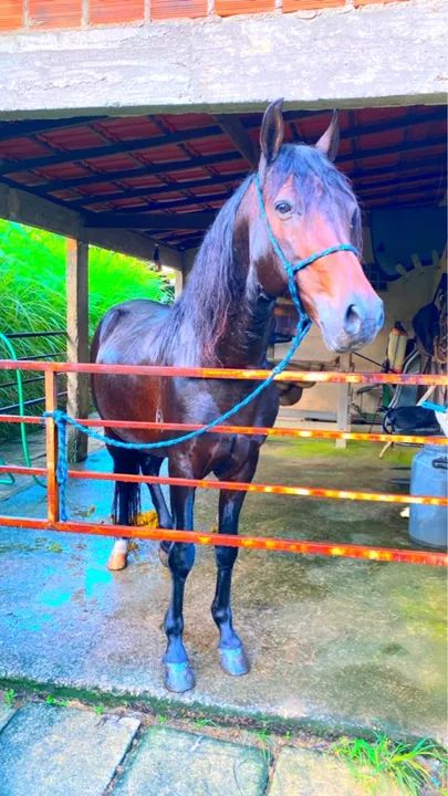 MANGALARGA MARCHADOR REGISTRADO  - Foto 6