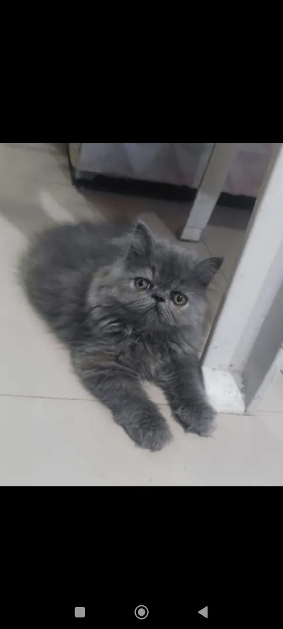 Gatinha Persa Cinza