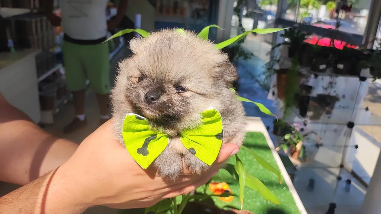 Filhote de Spitz Alemão - Uma fofura!