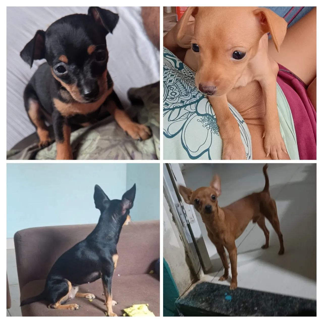 Filhotes de Pinscher