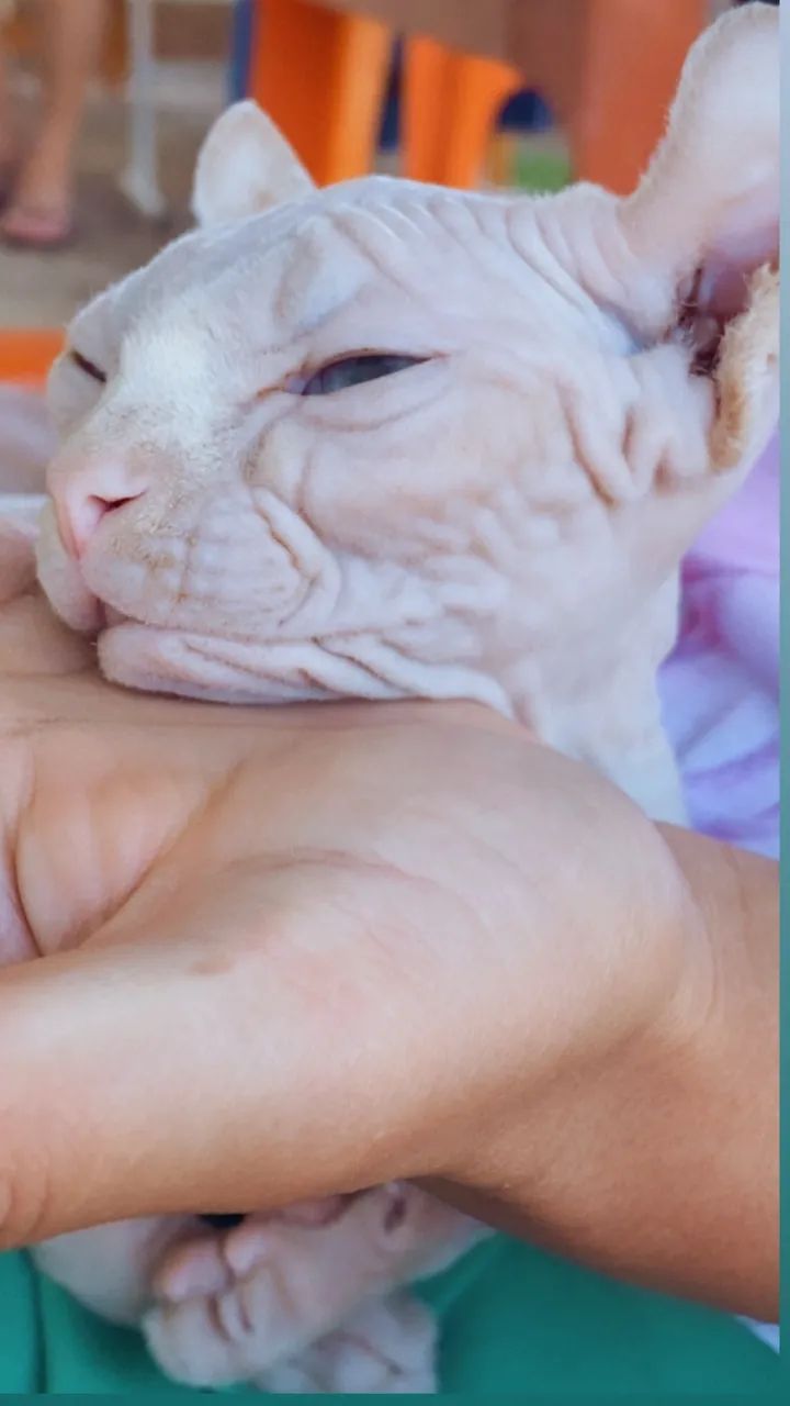 Sphynx