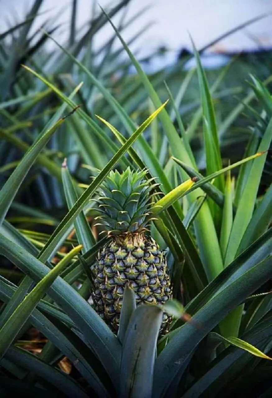Vendo uma Propriedade em Gravatá, plantação de ABACAXI