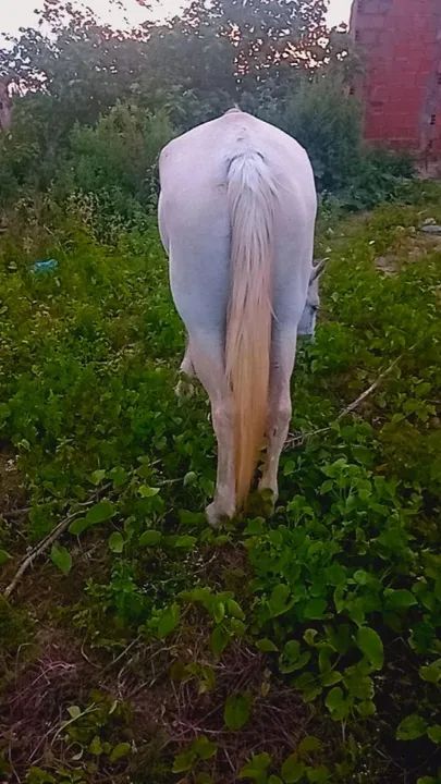 Égua mangalarga marcha picada 