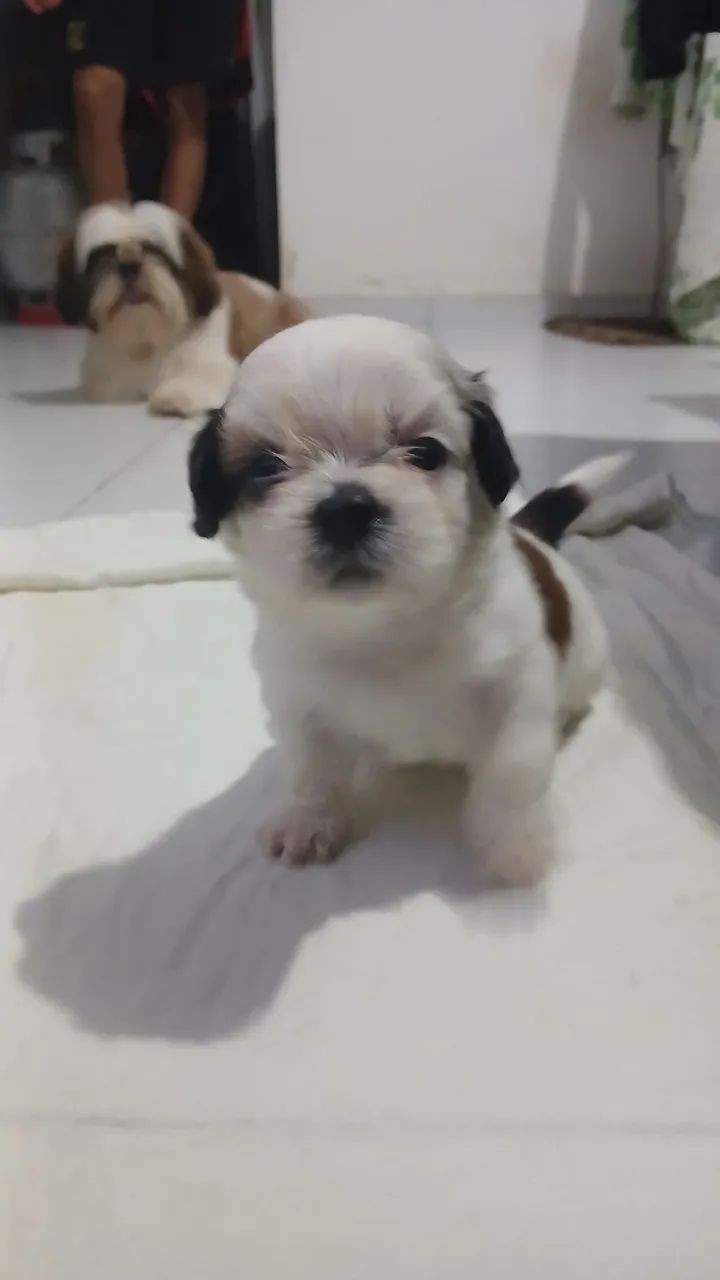 Filhote Shih Tzu - Foto 3
