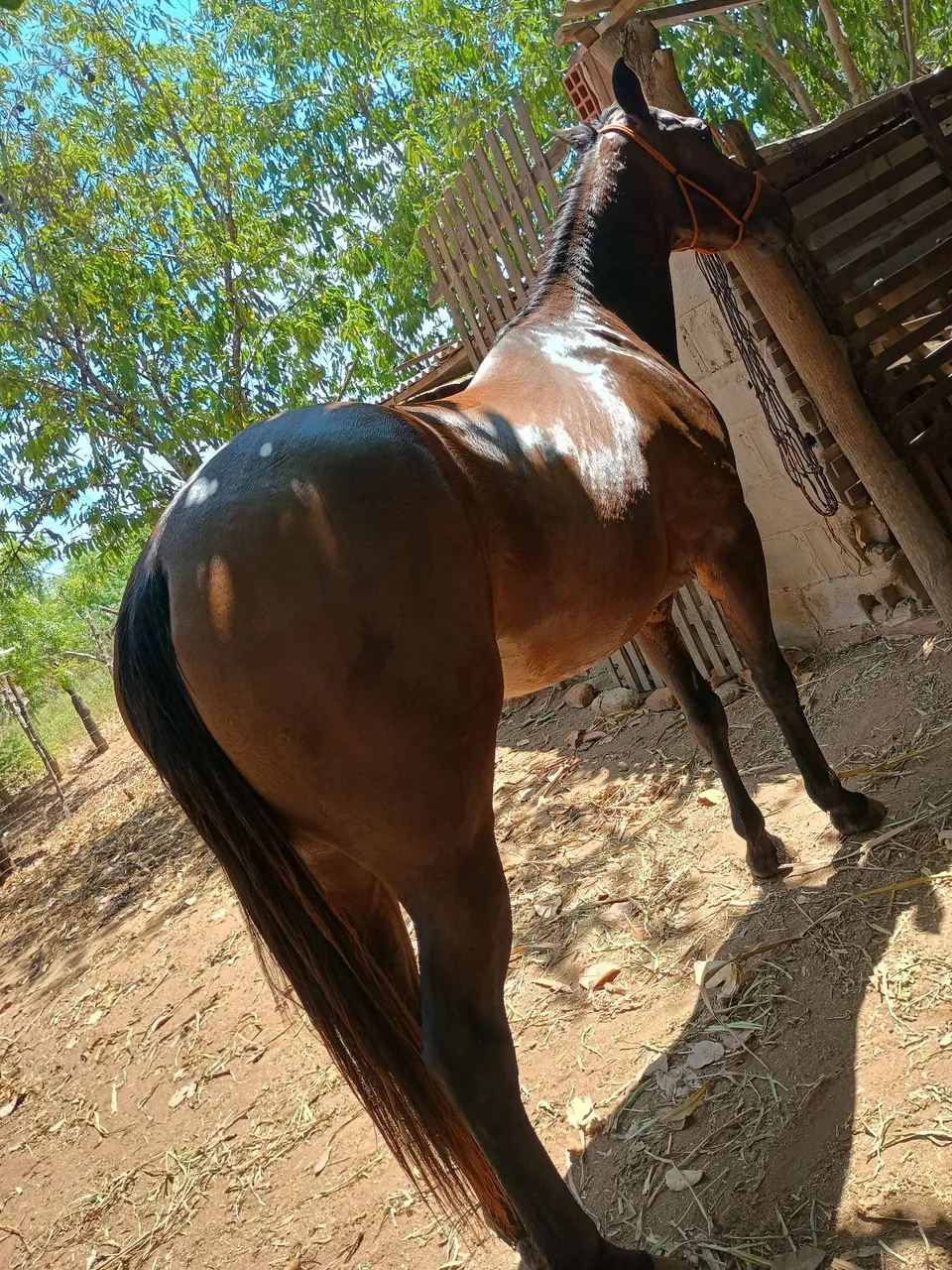 Potra QM linda e forte