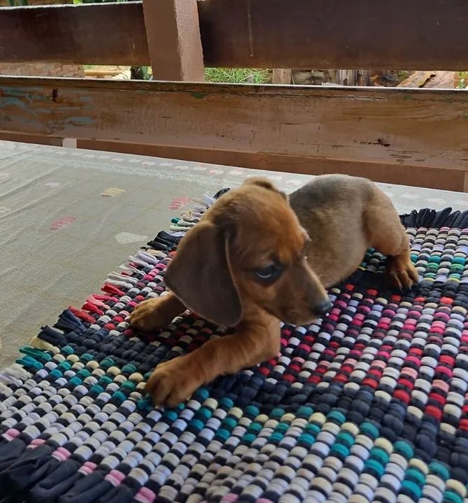 Filhote de Basset fêmea  - Foto 2