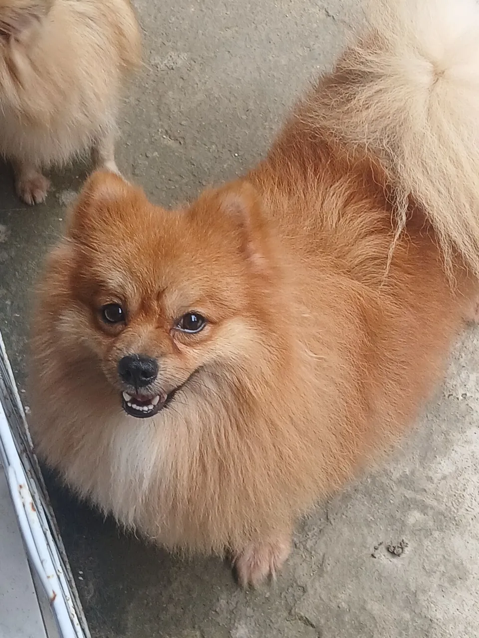 Lulu da pomerania macho avalio troca