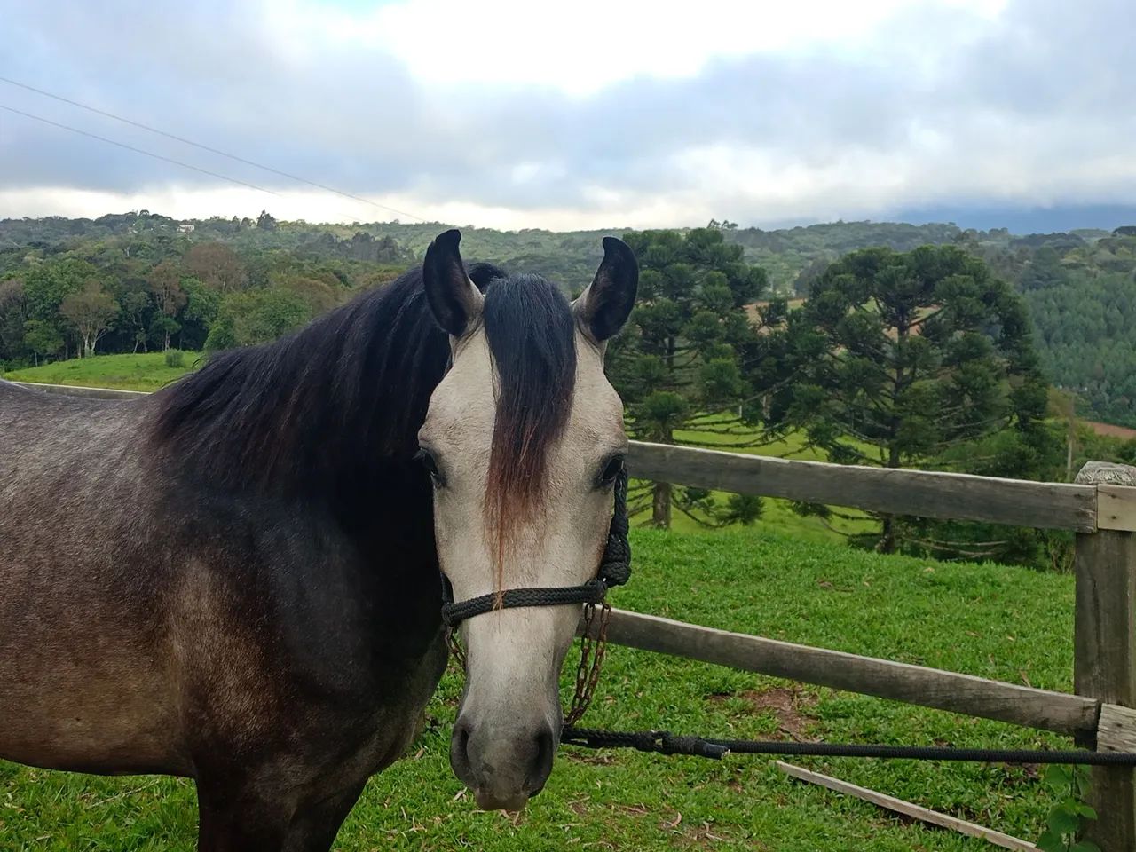 Cavalo Mangalarga Marchador  - Foto 3
