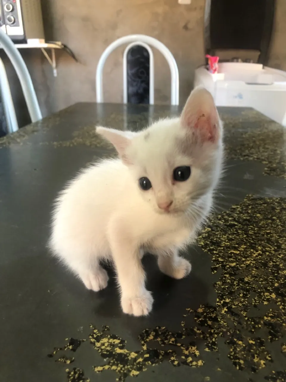 Gatinho branco macho para ADOÇÃO