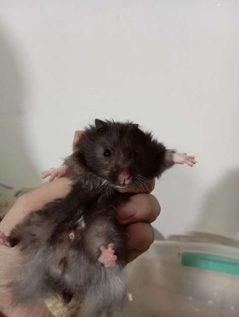 Gaiola + Hamster  - Foto 5