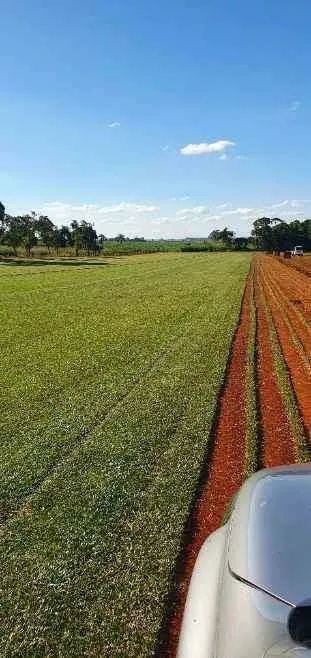 Grama apartir de 7,00 reais o metro quadrado já plantado 