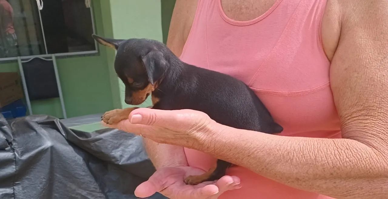 Filhote de Pinscher Miniatura - Foto 2