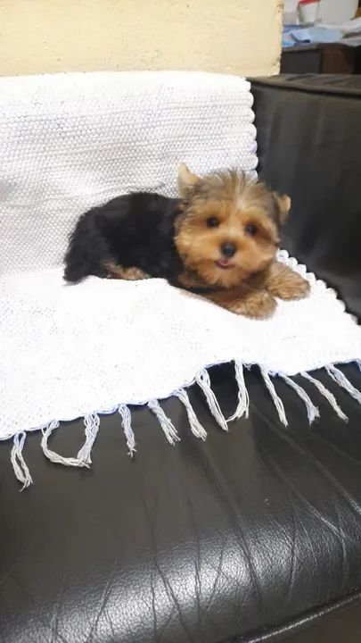 Vendo Filhote de Yorkshire 