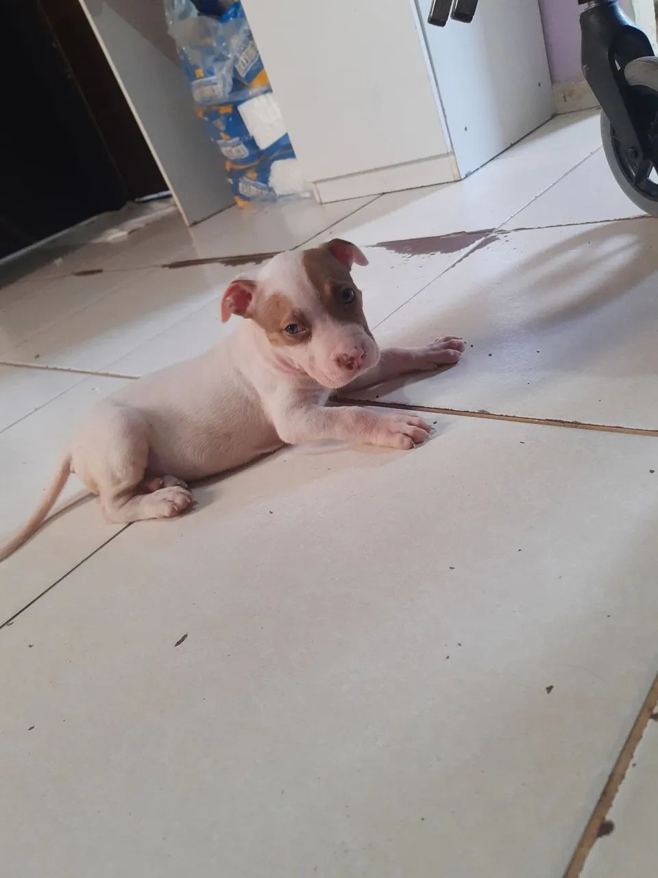Pitbull original ! Trelilique - Foto 2