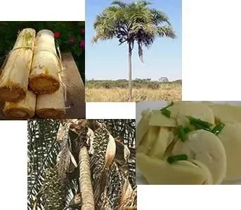 sementes de guariroba ou gueiroba pacote 400 sementes  - Foto 2