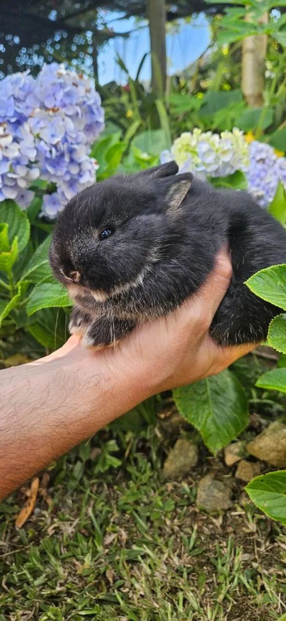 Coelho anão Netherland  - Foto 2