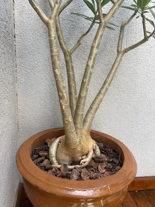Rosa do Deserto 7 anos - para os que amam plantas - Foto 2