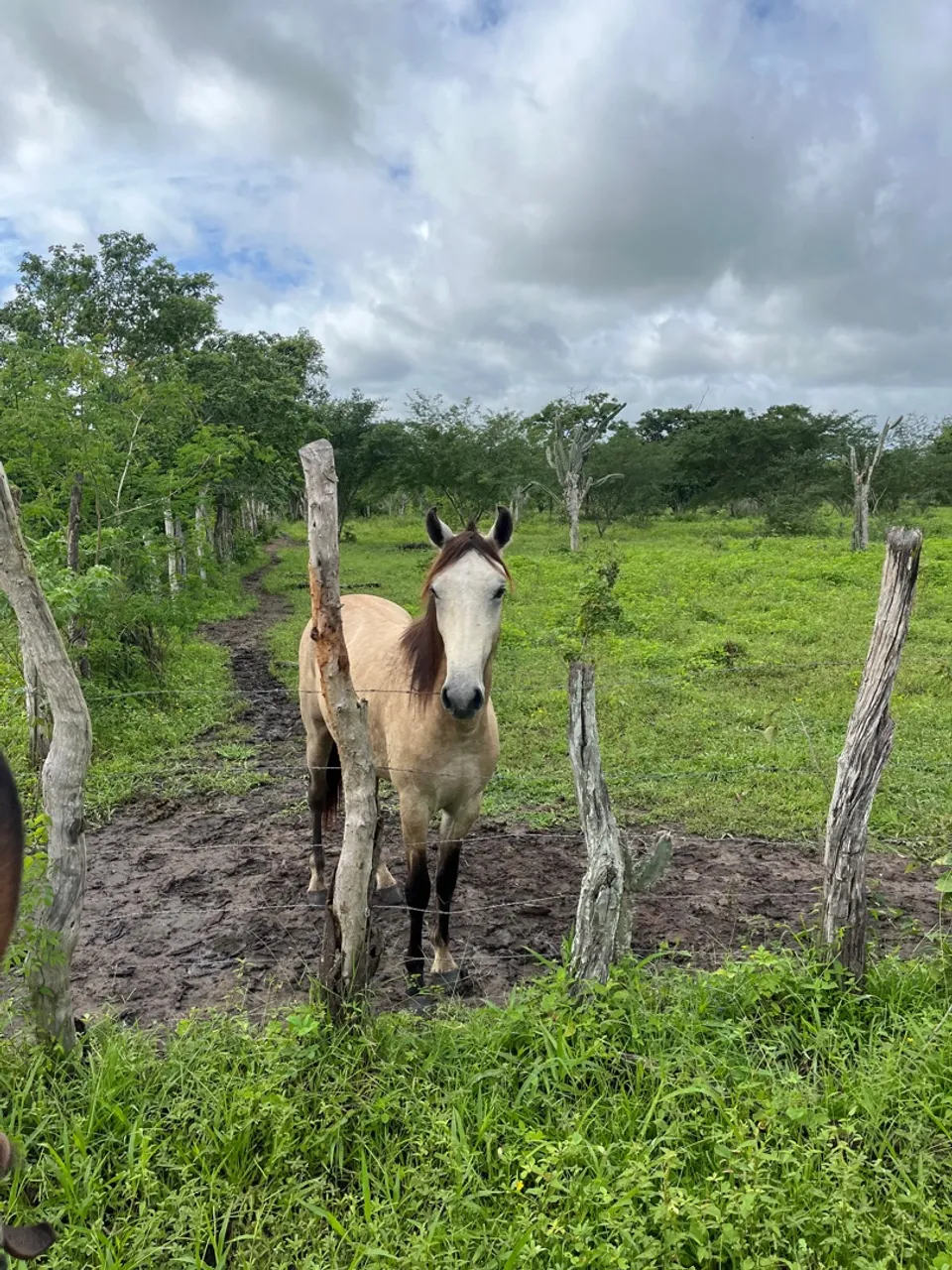 Cavalo registrado 