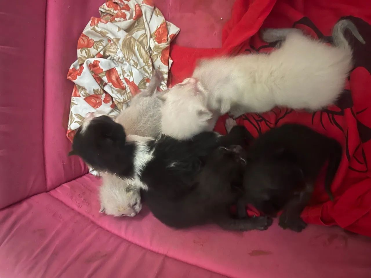 Filhotes de gato disponíveis para adoção - Foto 2