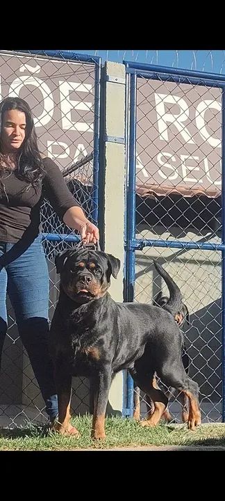 Fêmea Rottweiler 8 Meses (Venda) - Foto 2